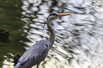 retraction of a white heron