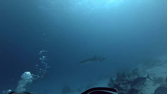 Scuba diver shooting Tawny nurse shark in the deytime
