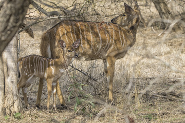 Naklejka na ściany i meble nayala antelope mother and child