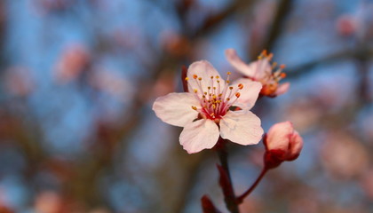 Fiori di pesco - Primavera