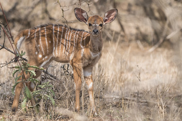 Nayala antelope calf