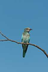 Isolated european roller on branch, vertical crop