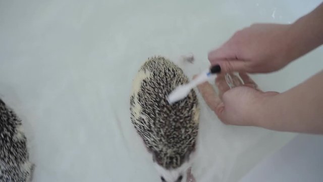 Unrecognizable female hands scrubs pet hedgehog spikes with toothbrush swimming in white bathtub
