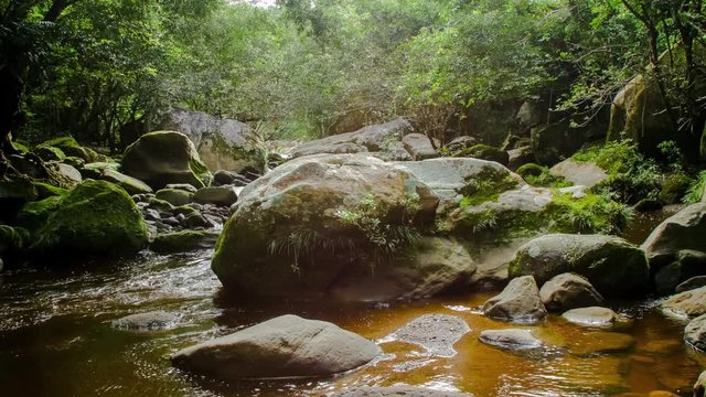 River in the Peruvian Rainforest Tilt Down - Time Lapse