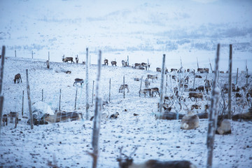 Group herd of caribou reindeers pasturing in snowy landscape, Northern Sweden near Norway border, Lapland