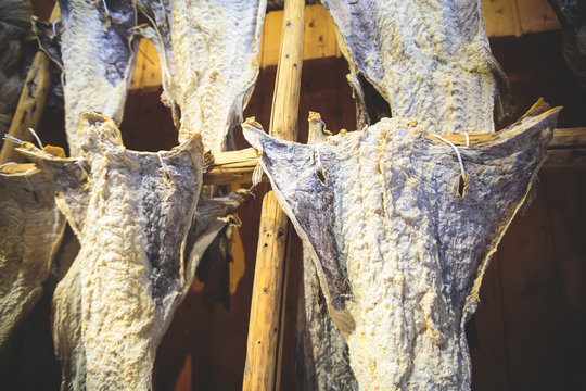 Stockfish (cod), process of stockfish cod drying during winter time on Lofoten Islands, Norway, norwegian traditional way of drying fish in cold winter air on wooden drying rack