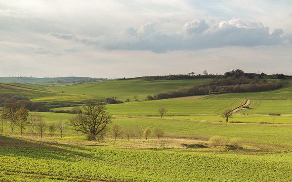 Countryside Of Rutland / An image of a beautiful Ash tree standing proudly in the countryside of Rutland, England, UK