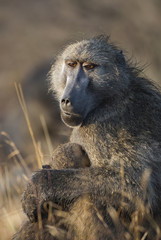 Baboon, mother and son, South Africa