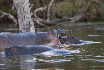 Hippopotamus on the surface , Kruger National Park , Africa
