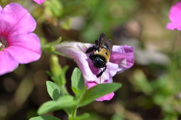 bee at work
