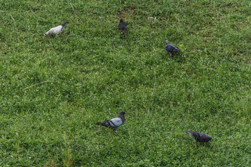 group of pigeons on the grass