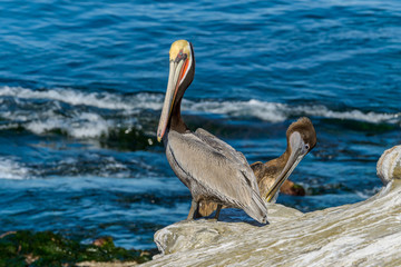 Winter Brown Pelican - An adult Brown Pelican, in its colorful winter breeding plumage, standing on a seaside cliff and looking directly into the camera, while a juvenile playing in background. 