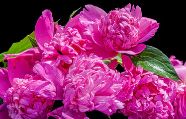 Obraz premium Bouquet of pink peonies on a black background