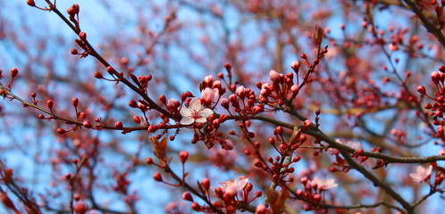 Fiori di pesco - Primavera