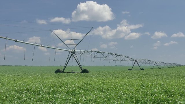 Irrigation system for water supply in pea  field zoom in footage