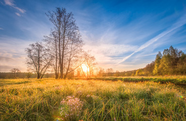 Fototapeta na wymiar Natural scenery landscape on meadow on bright sunrise on spring morning. Spring grass, trees and blue sky over horizon. Rural scene outdoor nature background. Summer field with vivid sun on dawn.