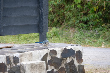 Beautiful blue Costa Rican bird