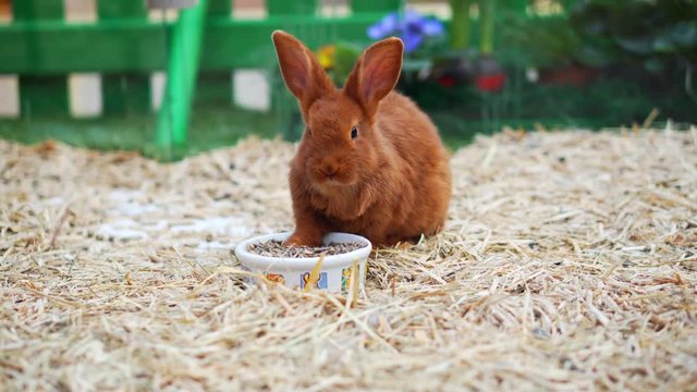 Easter bunnies play, eat and rest in the paddock.