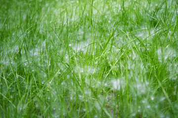 Green grass