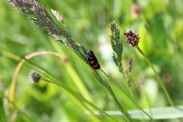 Red bug