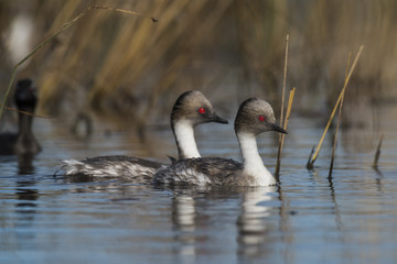 Silvery Grebe , Patagonia, Argentina