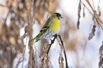Eurasian siskin sits on a broken dry blade of grass.