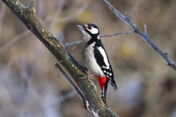The great spotted woodpecker settled on its own tail.