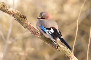 Eurasian jay sits on a relief branch on a soft warm forest background.