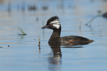 White-tufted Grebe, La Pampa Argentina