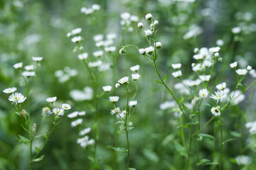 Chamomile flowers on green background