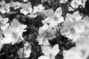 Black and white photo of anemone flowers
