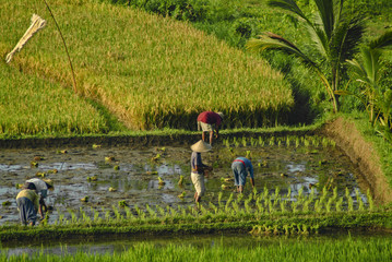 Planting Rice in Bali, Indonesia. Workers plant young rice starts in precise rows in a previously flooded section of the paddy. Some of the best rice in the world comes from this area. Sidemen, Bali. © LoweStock
