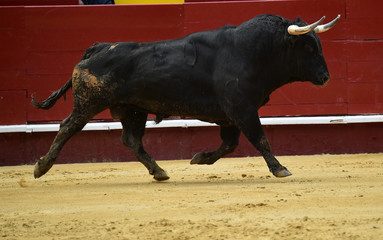 toro espa&ntilde;ol