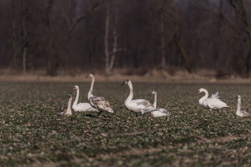 stado łabędzi na łące, zimowy krajobraz, las, błękitne niebo