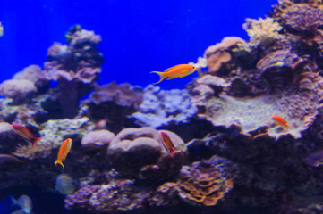 Obraz na płótnie Canvas Fish in an aquarium on the red sea