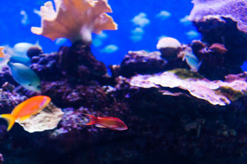 Fish in an aquarium on the red sea
