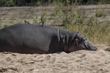 Hippopotamus on the surface , Kruger National Park , Africa