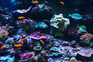 Naklejka na ściany i meble Fish in an aquarium on the red sea
