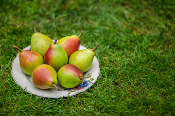 Fruit bowl on green grass