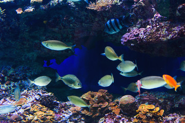 Fish in an aquarium on the red sea