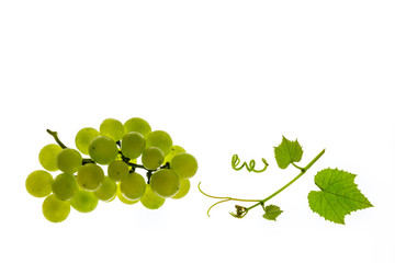 bunch of white seedless grapes with leaves on white background