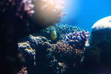 Fish in an aquarium on the red sea