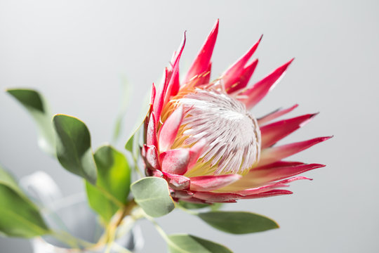Fototapeta One large flower King Protea. Grows in South Africa. Gray background.