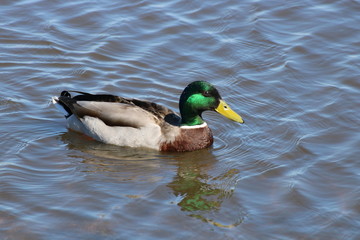 Duck in pond