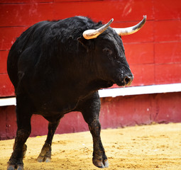 toro español