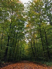 forest in early spring