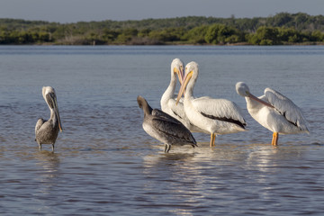 White and brown pelicans sunbathing in the river. They take a break after a productive morning of fishing and hunting to groom and dry their feathers with their beaks. 