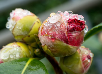 Kamelienknospen im Regen
