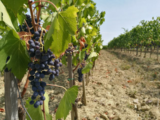 grape growing for wine 