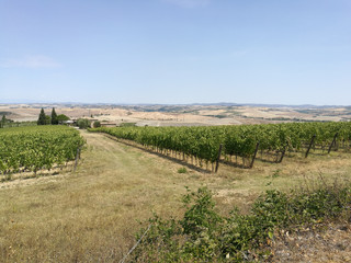 Fototapeta na wymiar grape growing for wine 